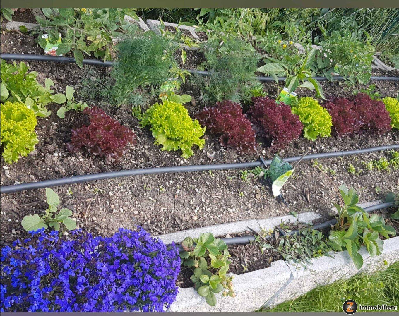 Nahaufnahme eines Hochbeets mit frischem Salat, Kräutern und blühenden Pflanzen.