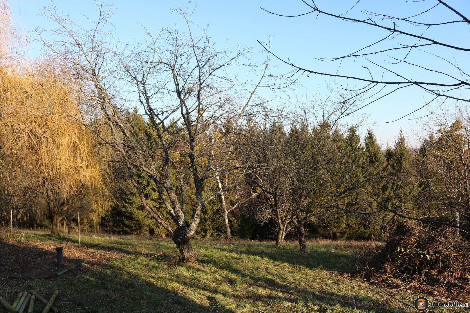 Natürliche Landschaft mit verschiedenen Bäumen und Gräsern unter klarem blauem Himmel.