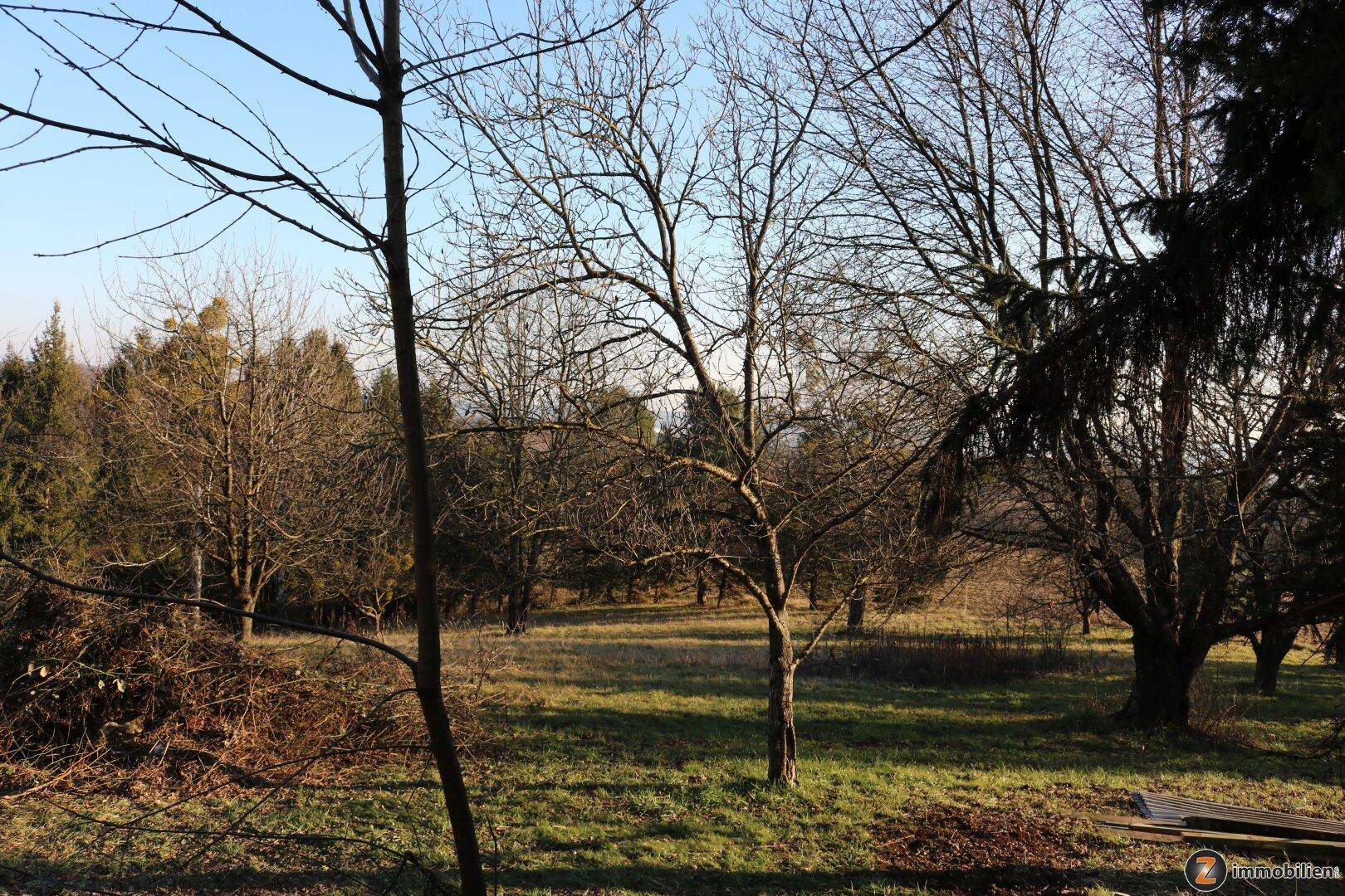 Gartenbereich mit altem Baumbestand und Rasenfläche unter strahlend blauem Himmel.