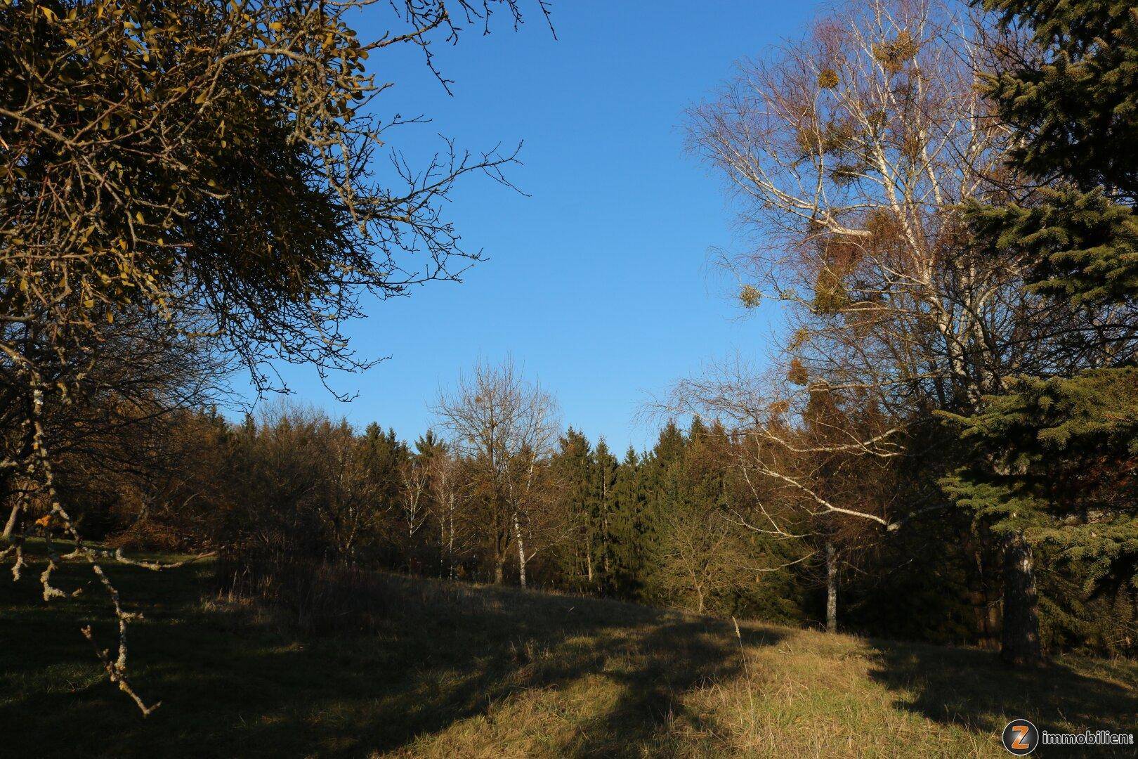 Natürliche Landschaft mit verschiedenen Bäumen und Gräsern unter klarem blauem Himmel.