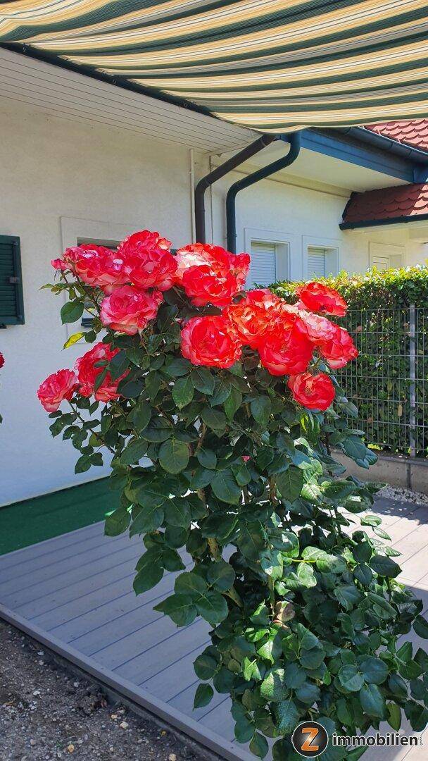 Blühende rote Rosen vor einer Holzterrasse mit gestreifter Markise und Hausfassade.