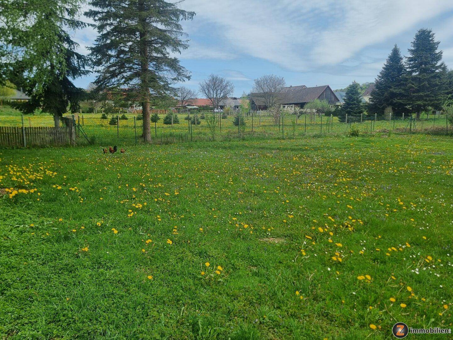Große grüne Wiese mit Bäumen und gelben Blumen, umgeben von ländlicher Bebauung.