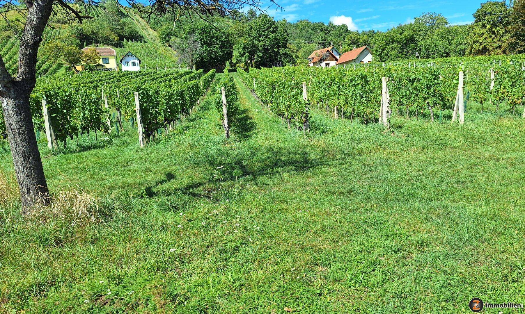 Weitläufiger Weinberg mit grünen Reben und Häusern in der Ferne unter blauem Himmel.
