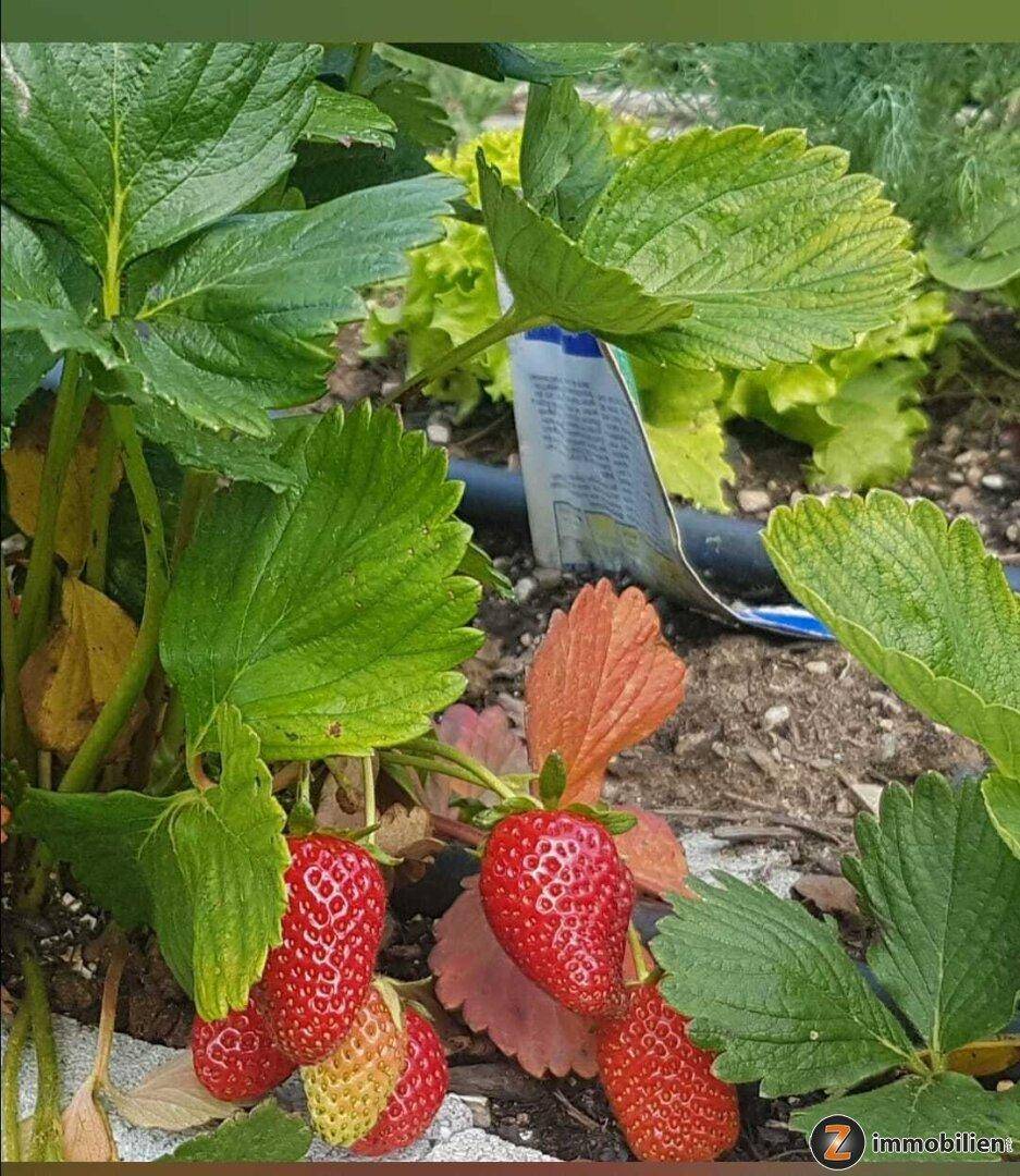 Nahaufnahme von Erdbeerpflanzen mit reifen, roten Früchten in einem Gartenbeet.