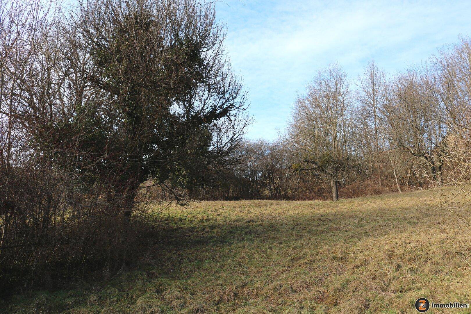 Weitläufiges Grundstück mit Bäumen und offener Landschaft in ländlicher Umgebung unter hellem Himmel.