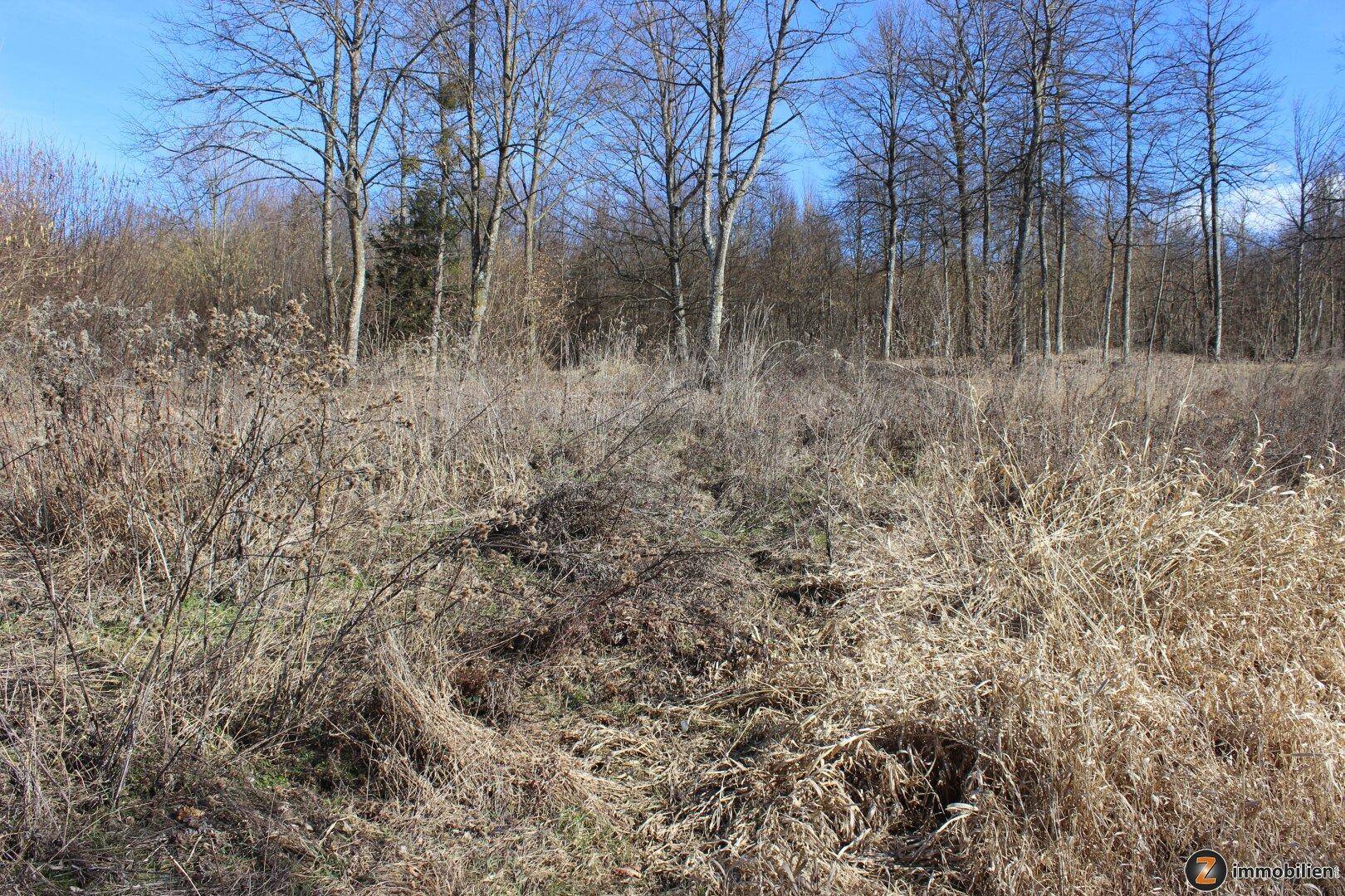 Unbebautes, bewachsenes Grundstück mit trockener Vegetation und Bäumen im Hintergrund.