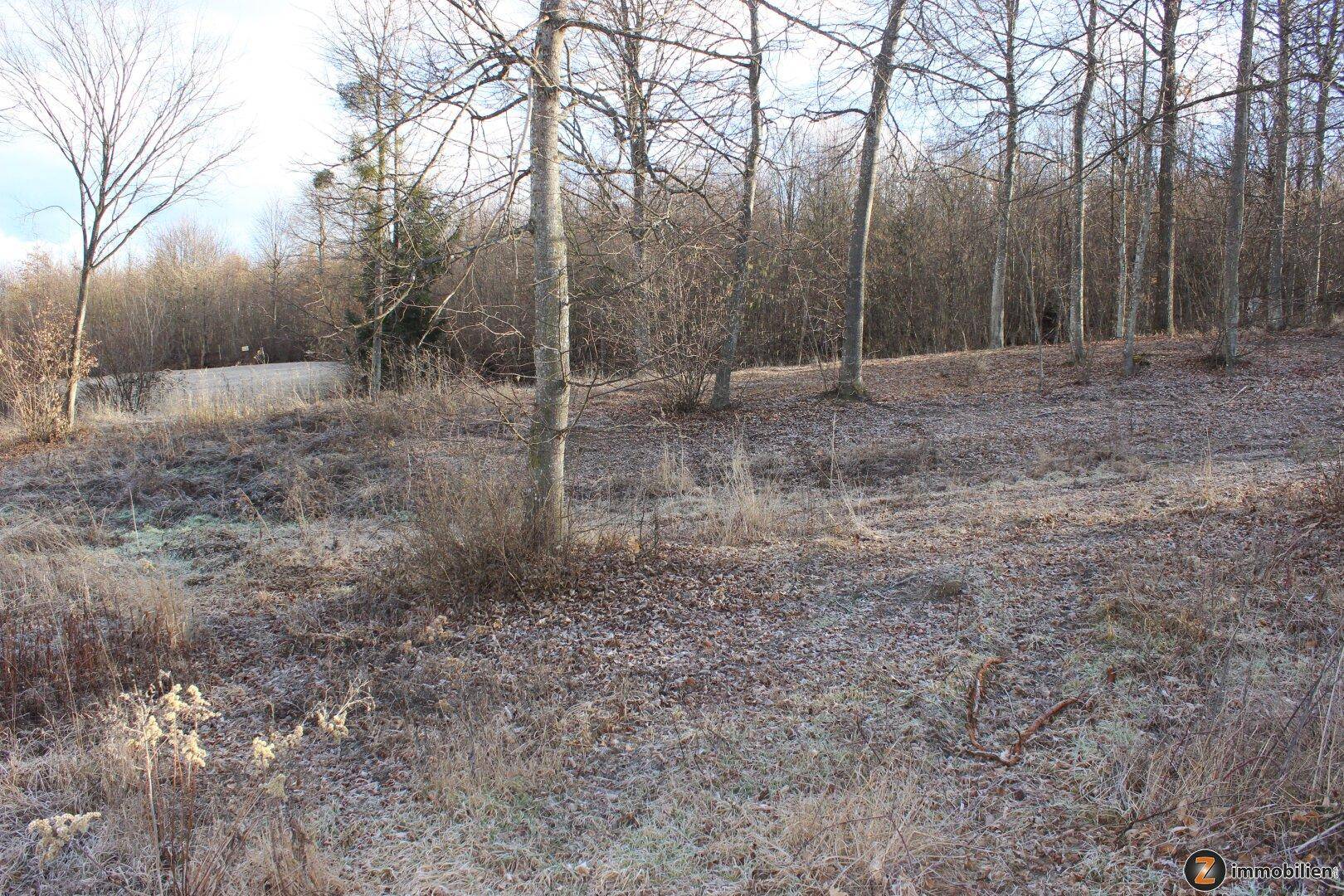 Natürliche Landschaft mit trockener Vegetation, Bäumen und leichtem Frost auf dem Boden.