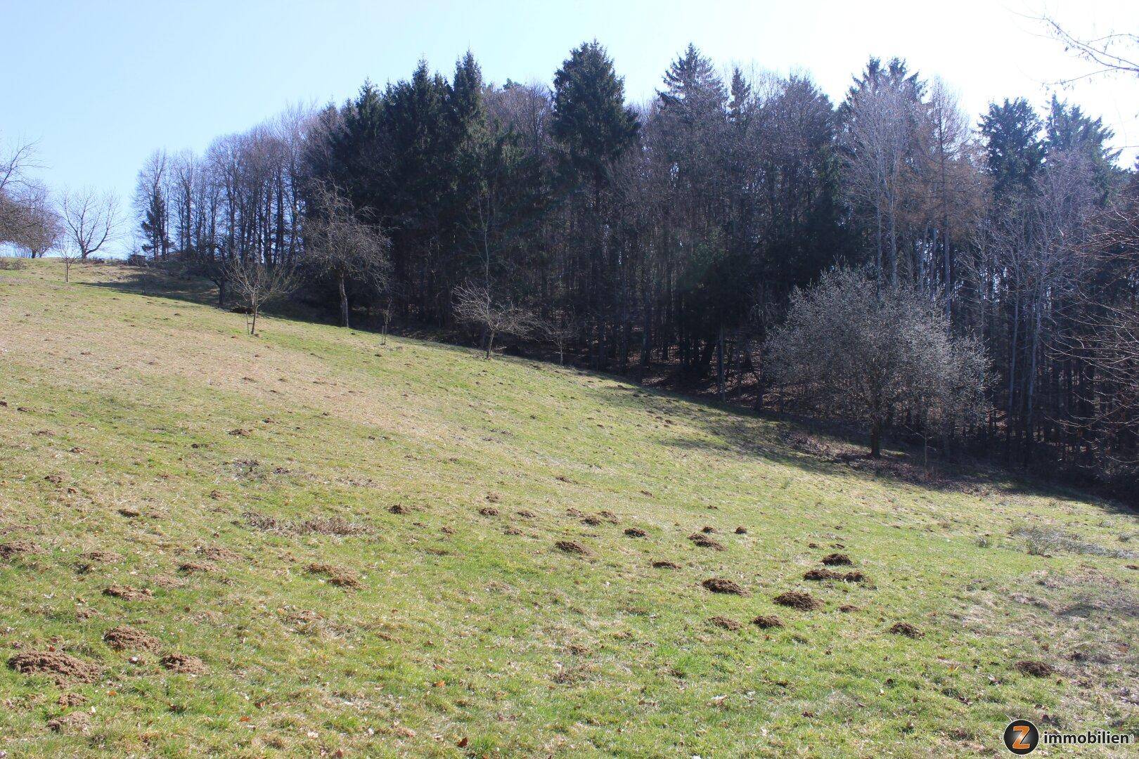 Sanft abfallende Wiese mit Waldrand im Hintergrund unter blauem Himmel.