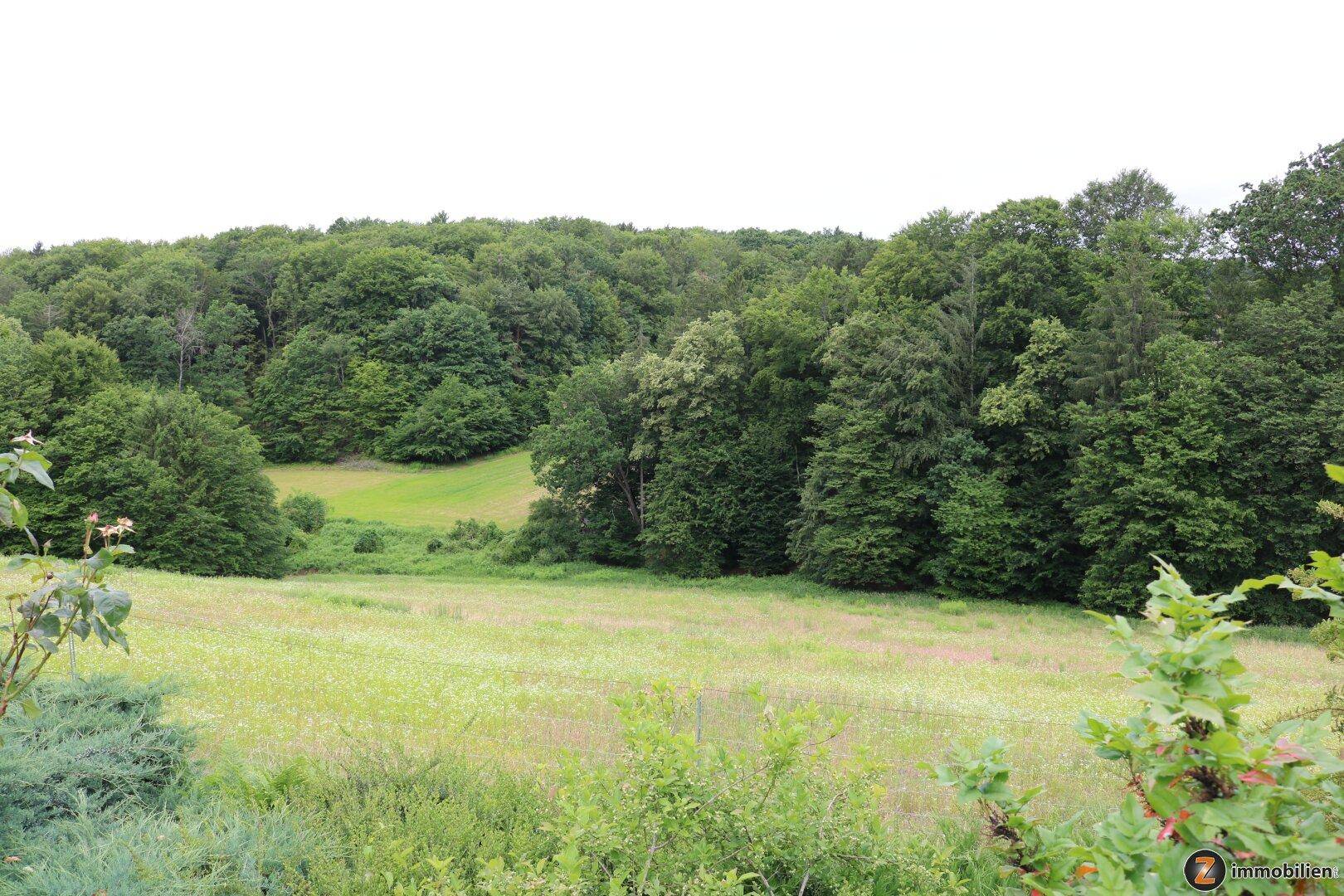 Malerische Landschaft mit weiten Feldern und dichtem Wald im Hintergrund.