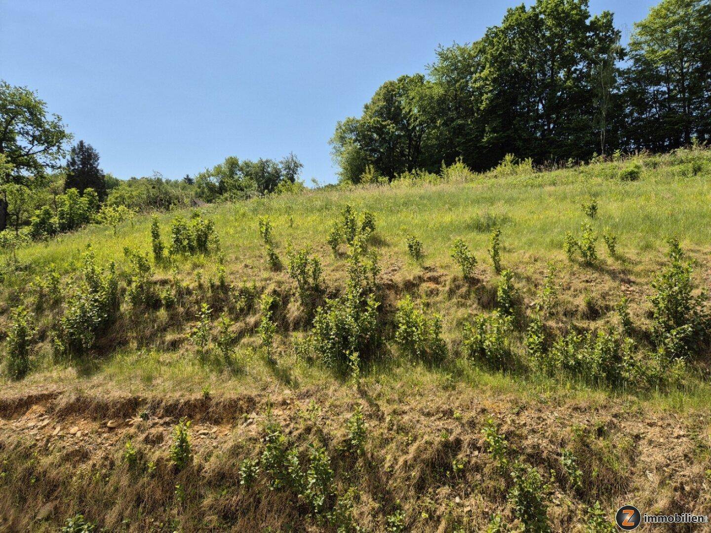 Grüne Hügellandschaft mit jungen Bäumen und Sträuchern unter strahlend blauem Himmel.