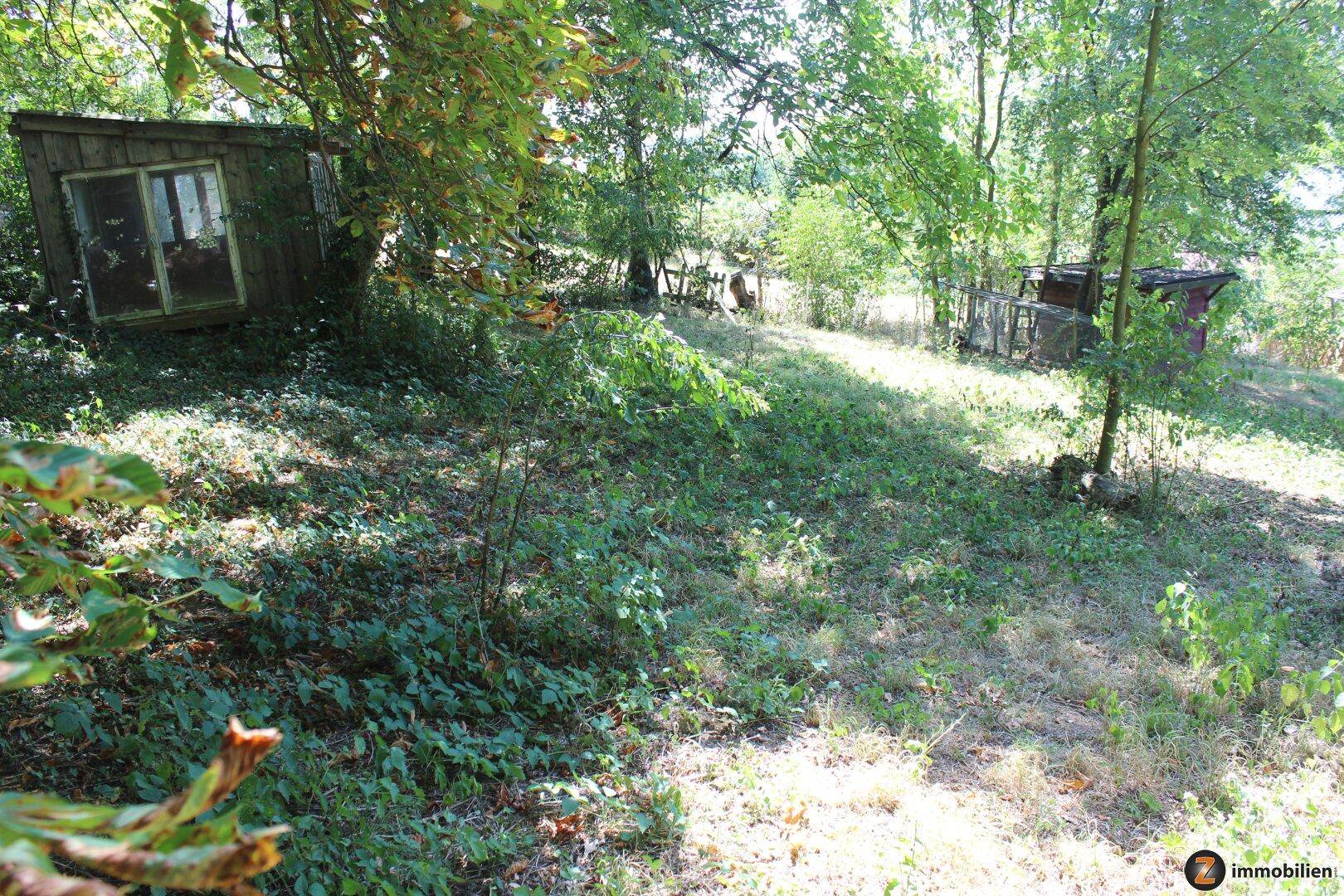 Naturbelassener Gartenbereich mit altem Schuppen und üppiger Vegetation.