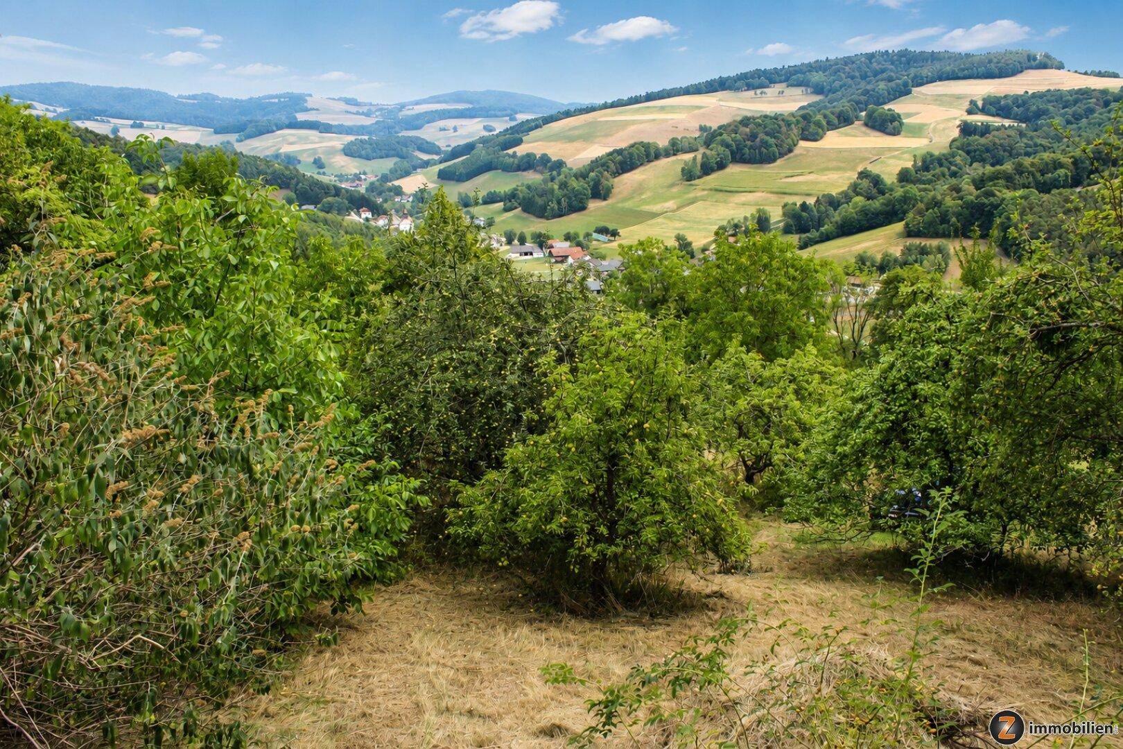 Blick über dichtes Grün und Bäume auf eine hügelige Landschaft mit vereinzelten Häusern im Hintergrund.