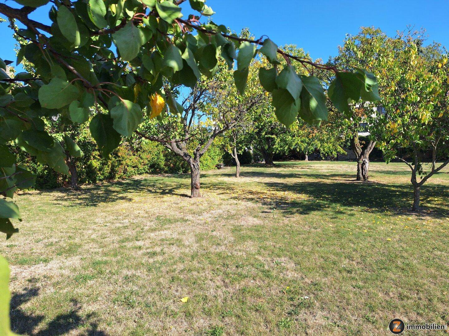 Großer Garten mit Obstbäumen und Rasenfläche unter blauem Himmel.