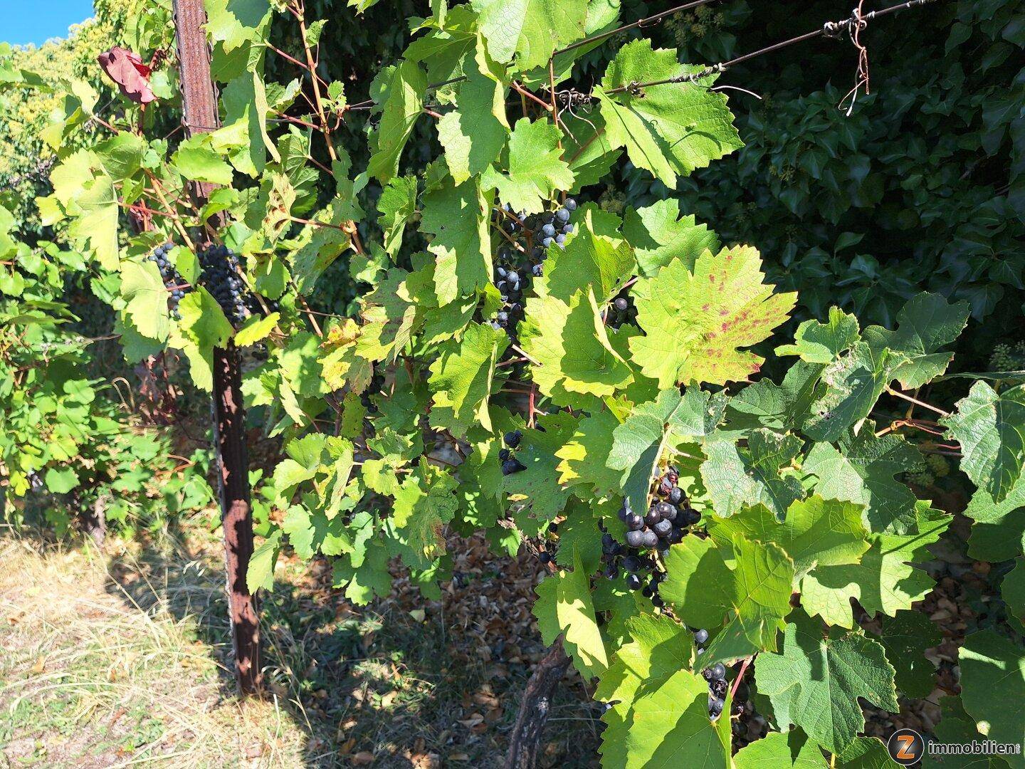 Nahaufnahme von Weinreben mit reifen Trauben in einem sonnigen Weinberg.