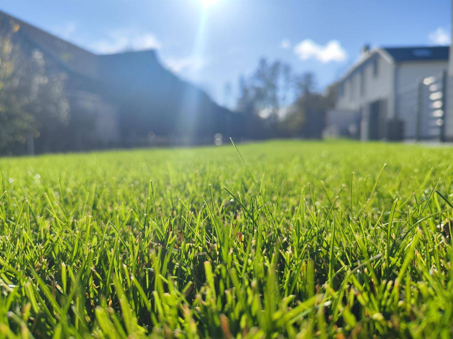 Nahaufnahme eines gepflegten Rasens im Gartenbereich mit sonnigem Wetter und Häusern im Hintergrund.