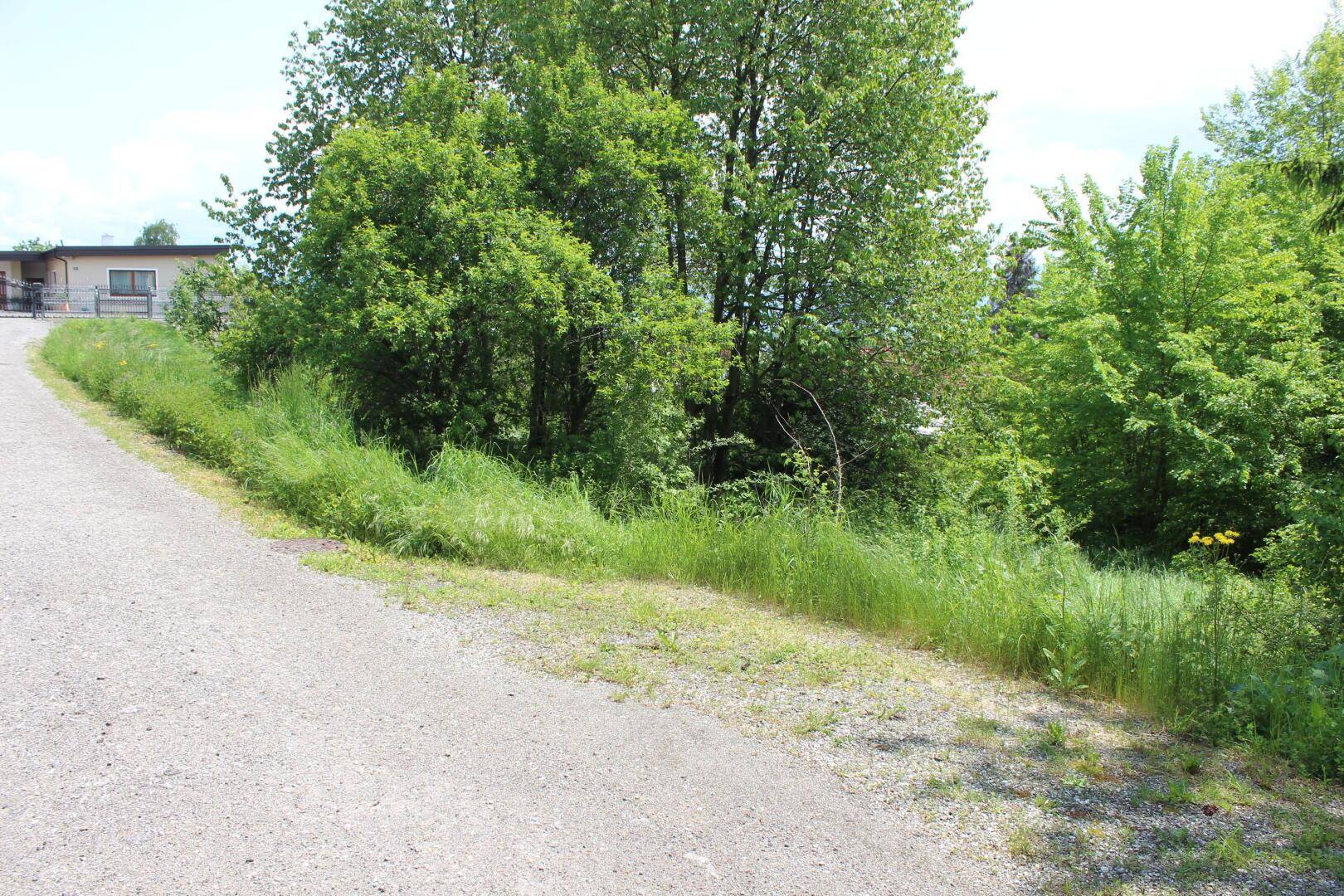 Kurviger Schotterweg umgeben von üppigem Grün mit Blick auf entfernte Häuser.