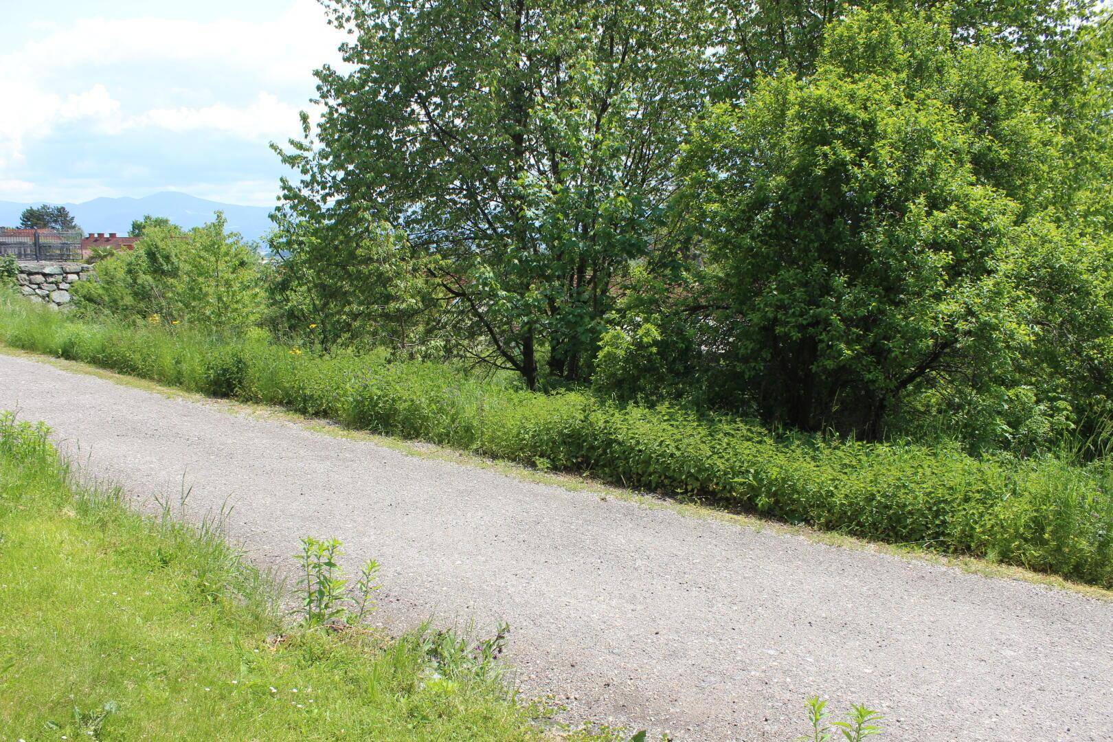 Schotterweg führt entlang einer grünen Böschung mit dichter Vegetation.