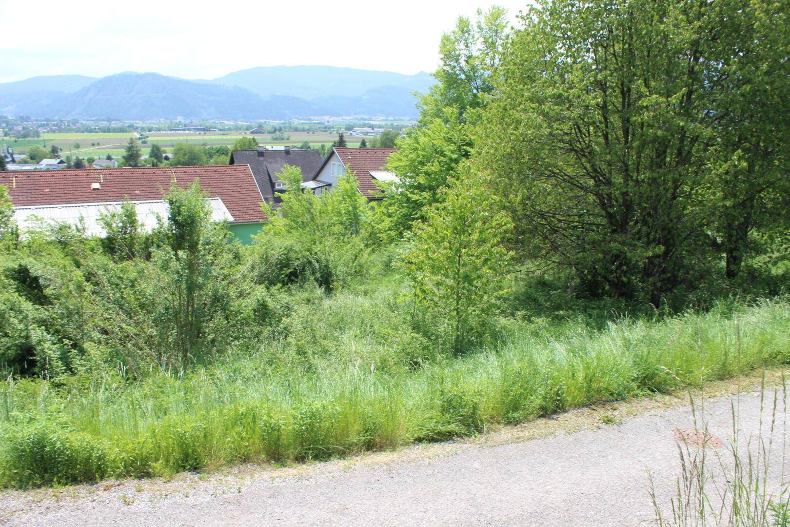 Dichte Vegetation und hohes Gras im Vordergrund mit Dächern und Bergen im Hintergrund.