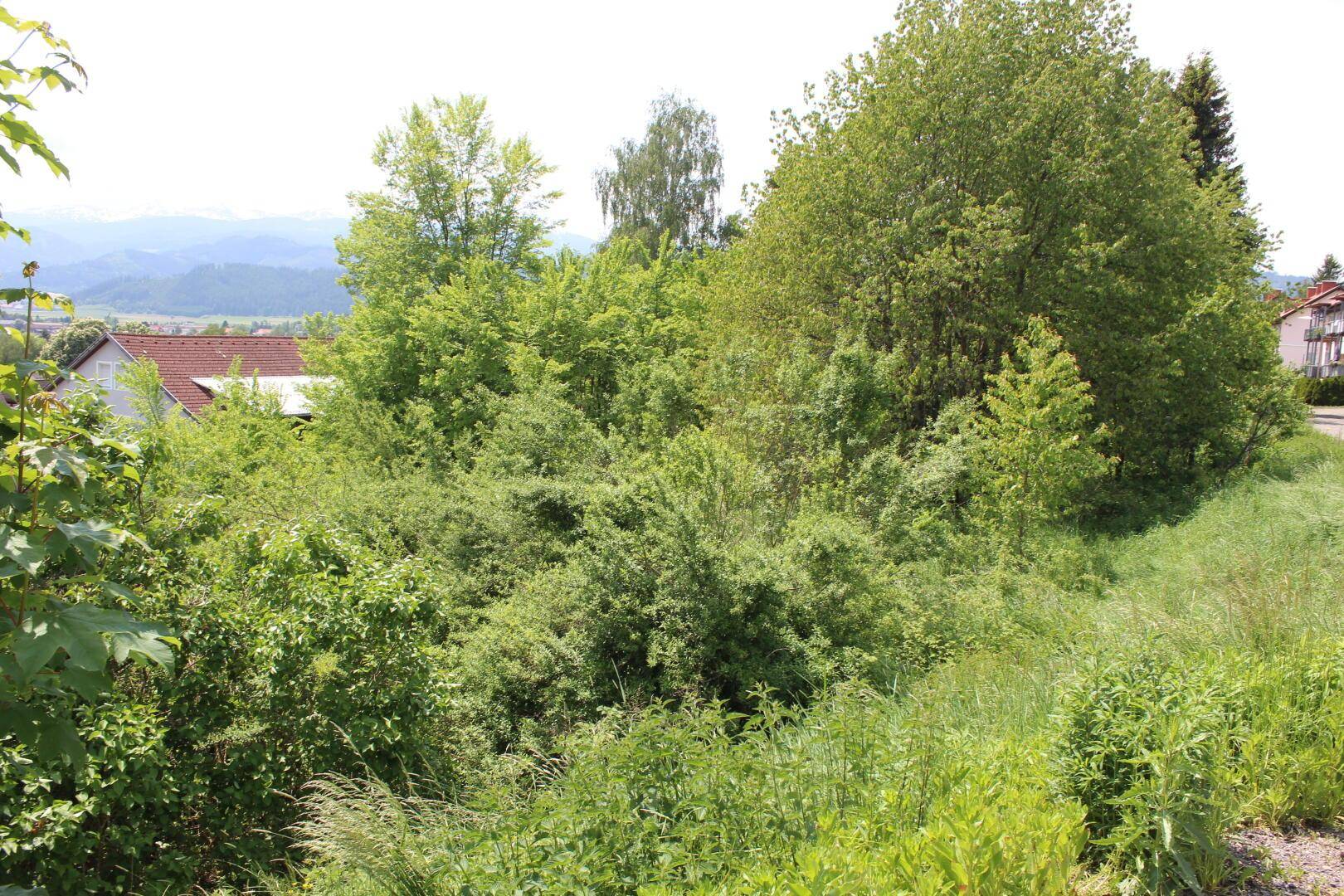 Üppige grüne Vegetation dominiert den Vordergrund mit Häusern und Bergen im Hintergrund.