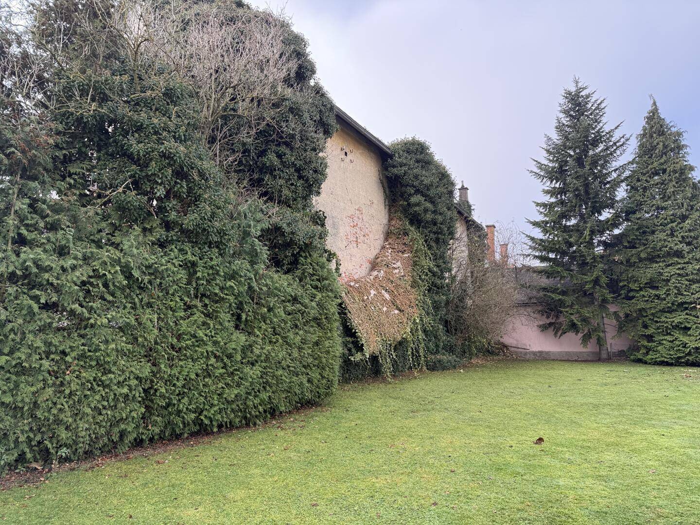 Gartenbereich mit Rasenfläche und hohen Hecken, angrenzend an die von Efeu bewachsene Gebäudeseite.
