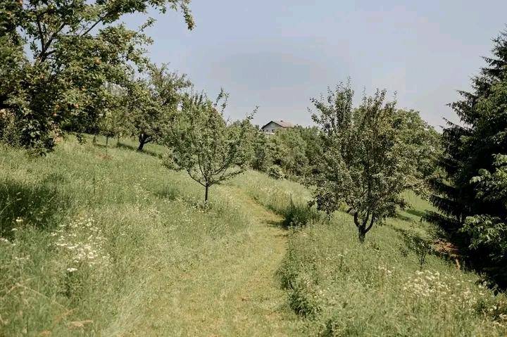 Ein grüner Hang mit Obstbäumen und einem schmalen Pfad, der durch das hohe Gras führt.