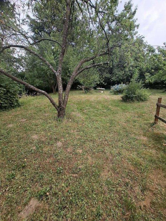 Naturbelassener Garten mit einem markanten Baum im Vordergrund und üppiger Vegetation im Hintergrund.