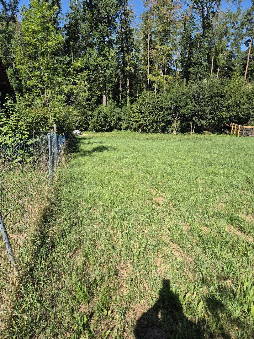 Weitläufige grüne Wiese mit hohem Gras, umgeben von dichtem Baumbestand unter blauem Himmel.