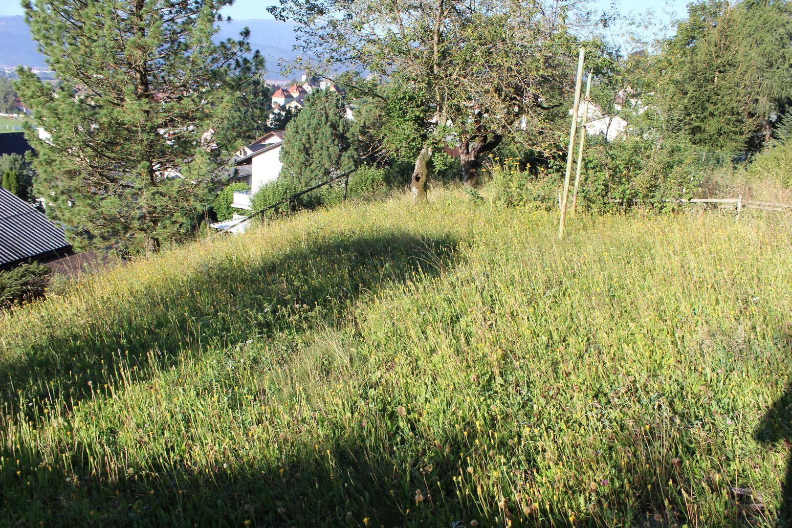 Eine sonnige, leicht abfallende Wiese mit hohem Gras und Bäumen im Hintergrund, ideal für Erholung.