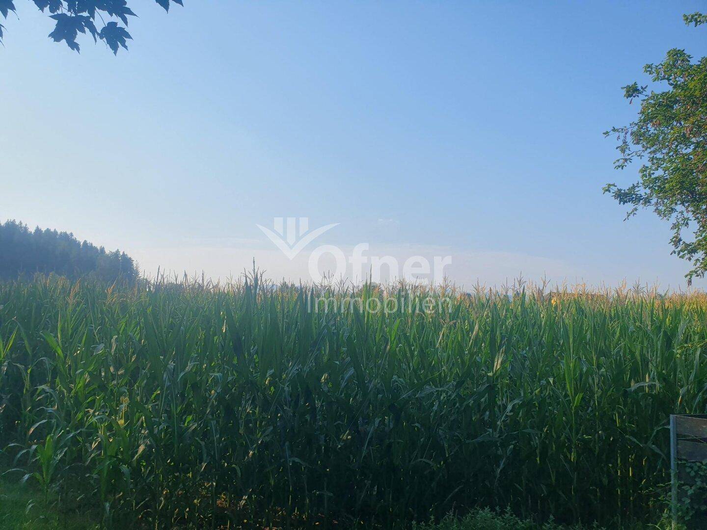 Blick über ein weites Maisfeld unter einem klaren blauen Himmel an einem sonnigen Tag.