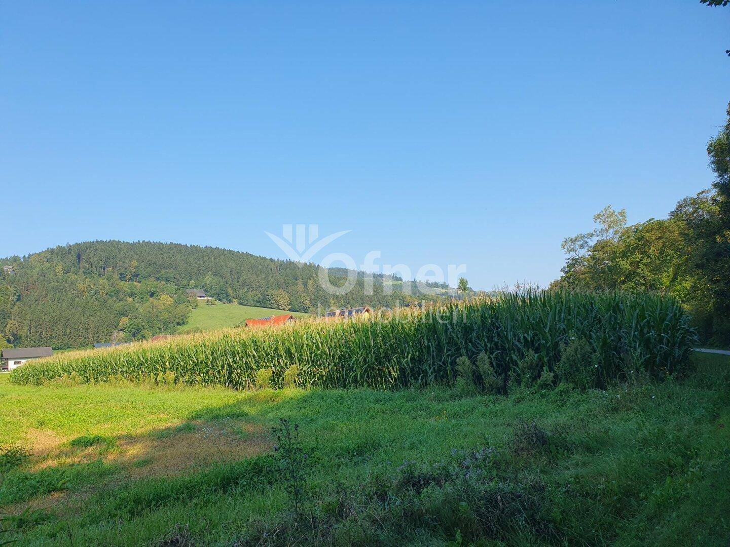 Panoramablick auf eine ländliche Landschaft mit grünen Wiesen, einem Maisfeld und bewaldeten Hügeln.
