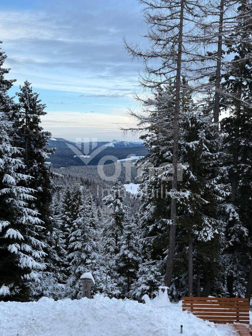 Weitläufiger Blick über eine verschneite Waldlandschaft mit Bergen im Hintergrund.