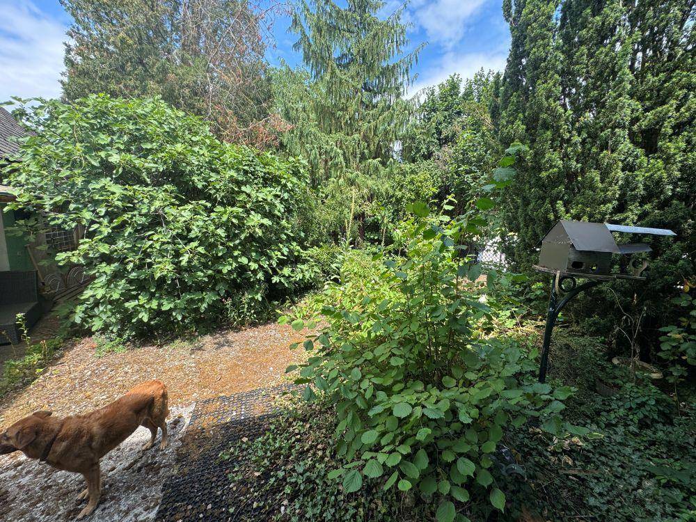 Ein verwilderter Gartenbereich mit dichtem Laub, Bäumen und einem Hund, der die Umgebung erkundet.
