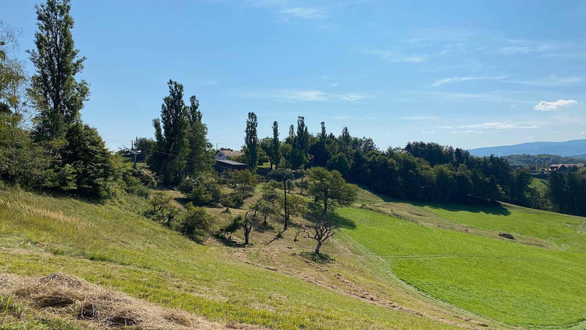 Weitläufige grüne Hügellandschaft mit Bäumen und einem klaren blauen Himmel an einem sonnigen Tag.