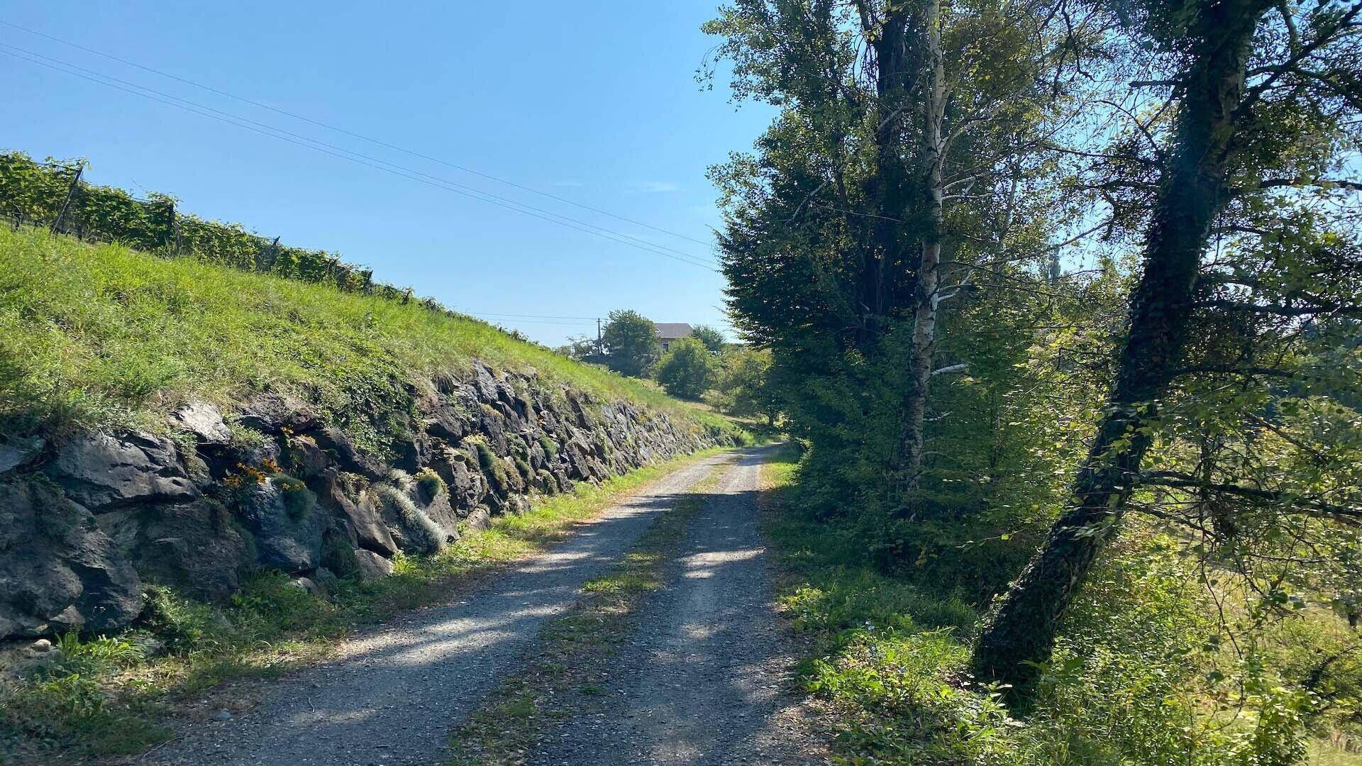 Schotterweg führt durch eine ländliche Gegend, gesäumt von Bäumen und einem Weinberg am Hang.