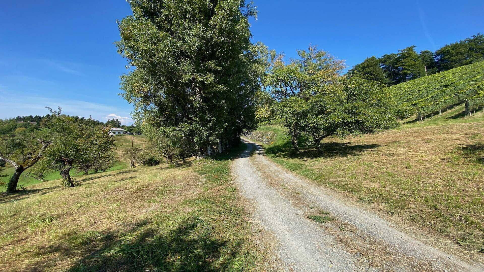 Ländlicher Schotterweg schlängelt sich durch eine grüne Landschaft mit Bäumen und einem Weinberg.