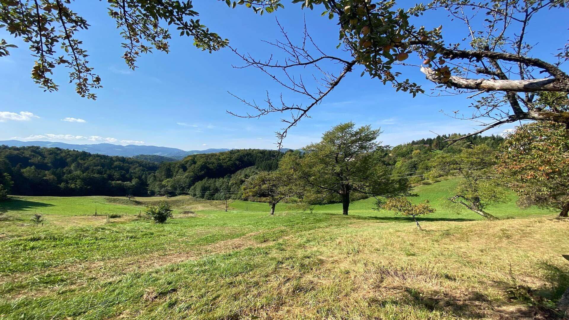 Malerische Aussicht auf eine weite, grüne Hügellandschaft mit vereinzelten Bäumen und Wäldern.