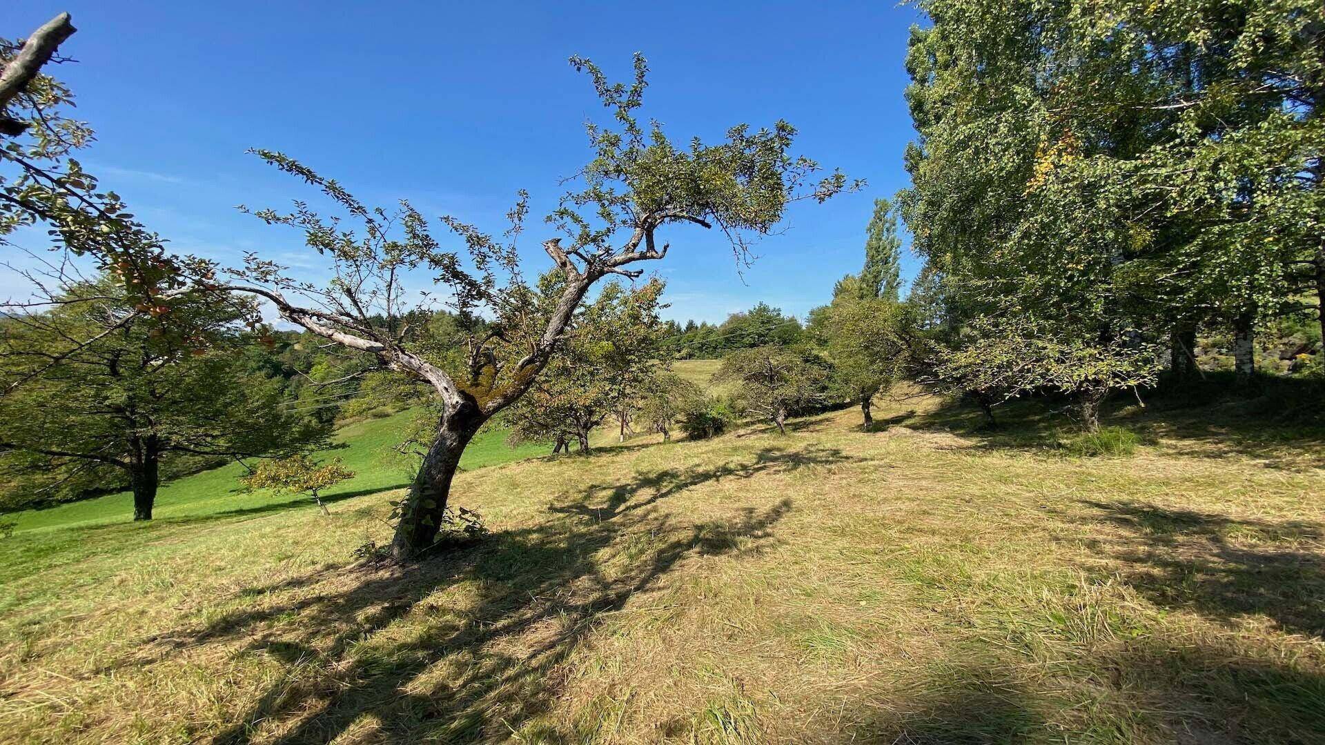 Sonnige, grüne Wiese mit einem alten Baum und Schattenwurf unter einem klaren blauen Himmel.
