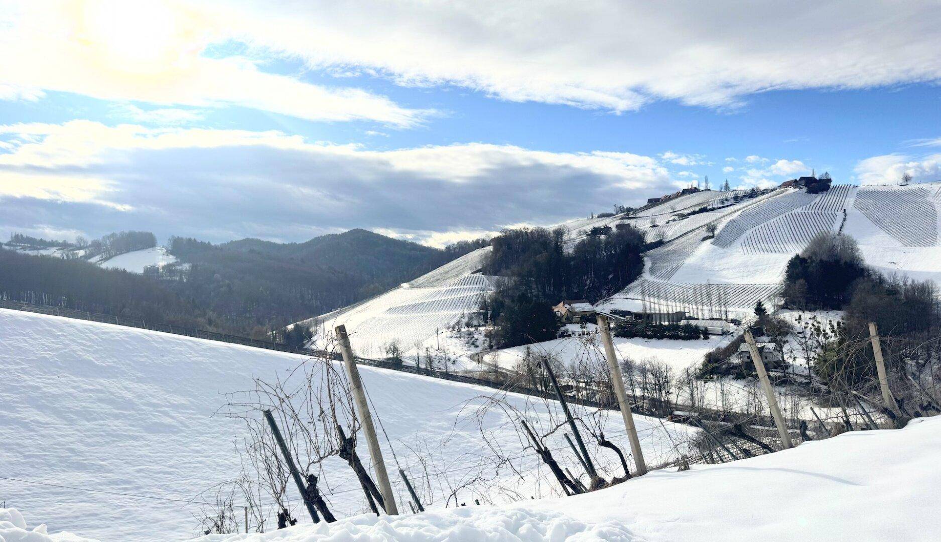 Winterlandschaft mit verschneiten Weinbergen und Hügeln unter bewölktem Himmel.