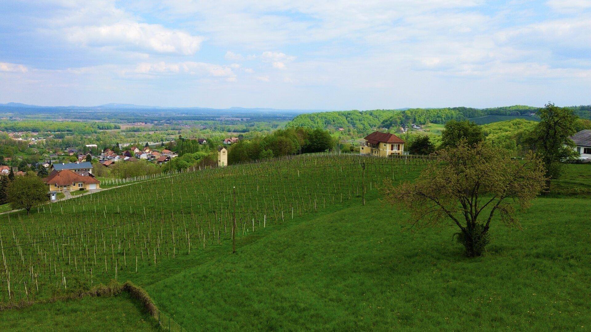 Malerischer Blick über weitläufige Weinberge und die grüne Hügellandschaft in der Ferne.