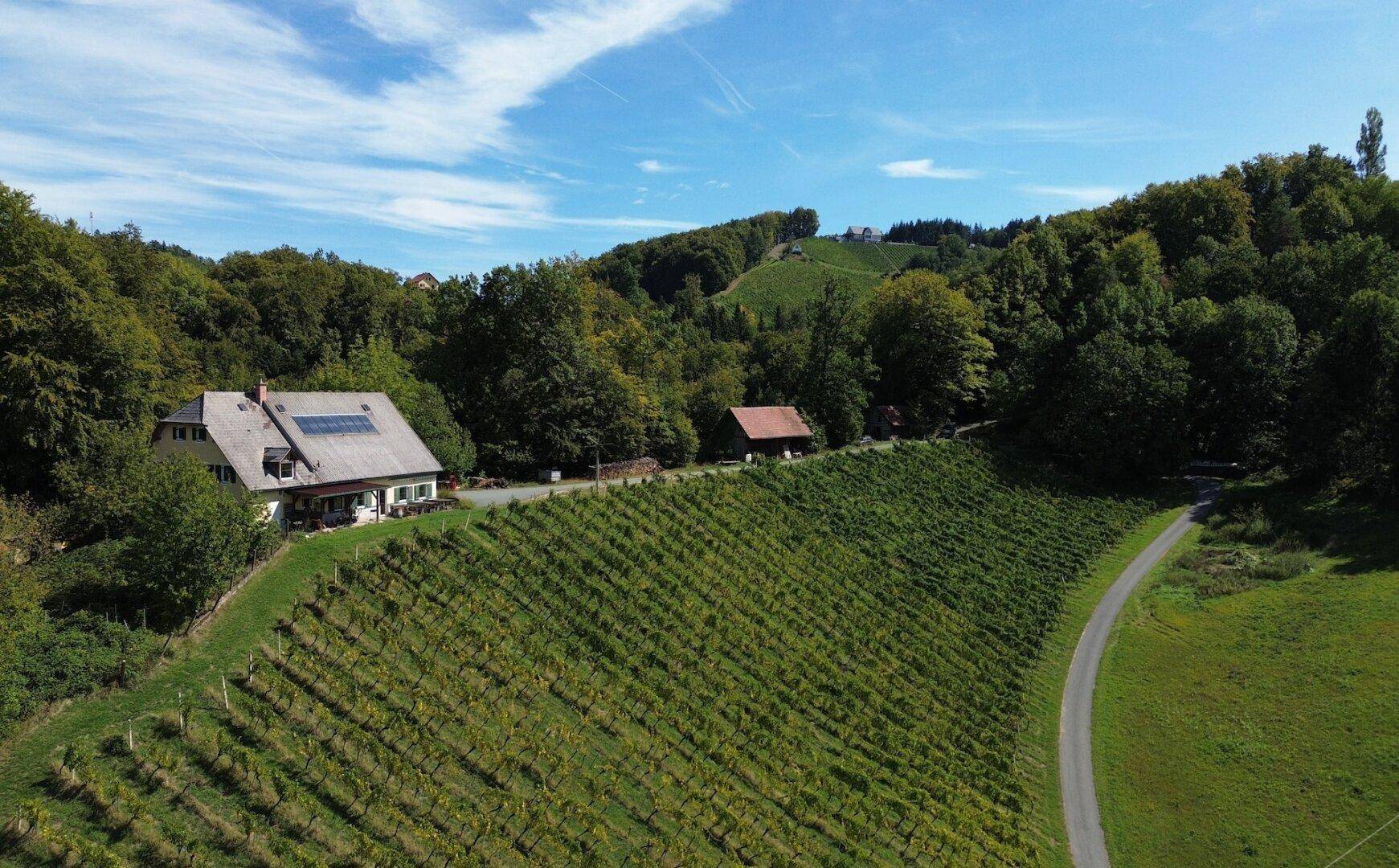 Idyllisches Haus inmitten von Weinbergen und üppigem Grün unter strahlend blauem Himmel.