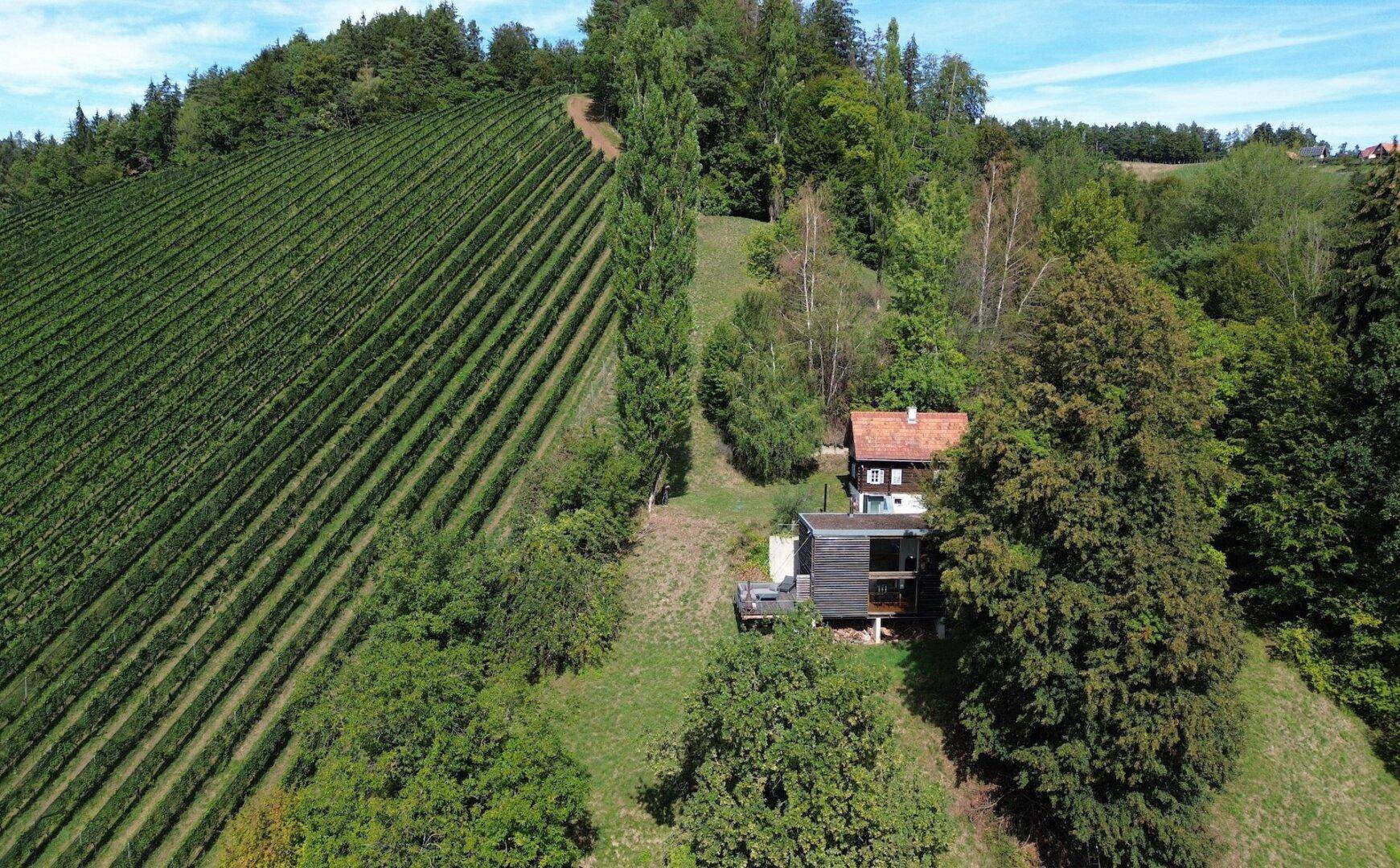 Luftaufnahme eines Anwesens am Hang mit Blick auf einen weitläufigen Weinberg und umgeben von viel Grün.