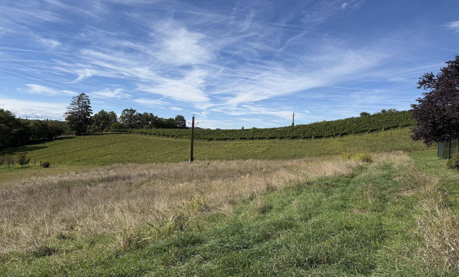 Weitläufige grüne Felder und Weinberge unter einem weiten blauen Himmel mit Wolkenstreifen.