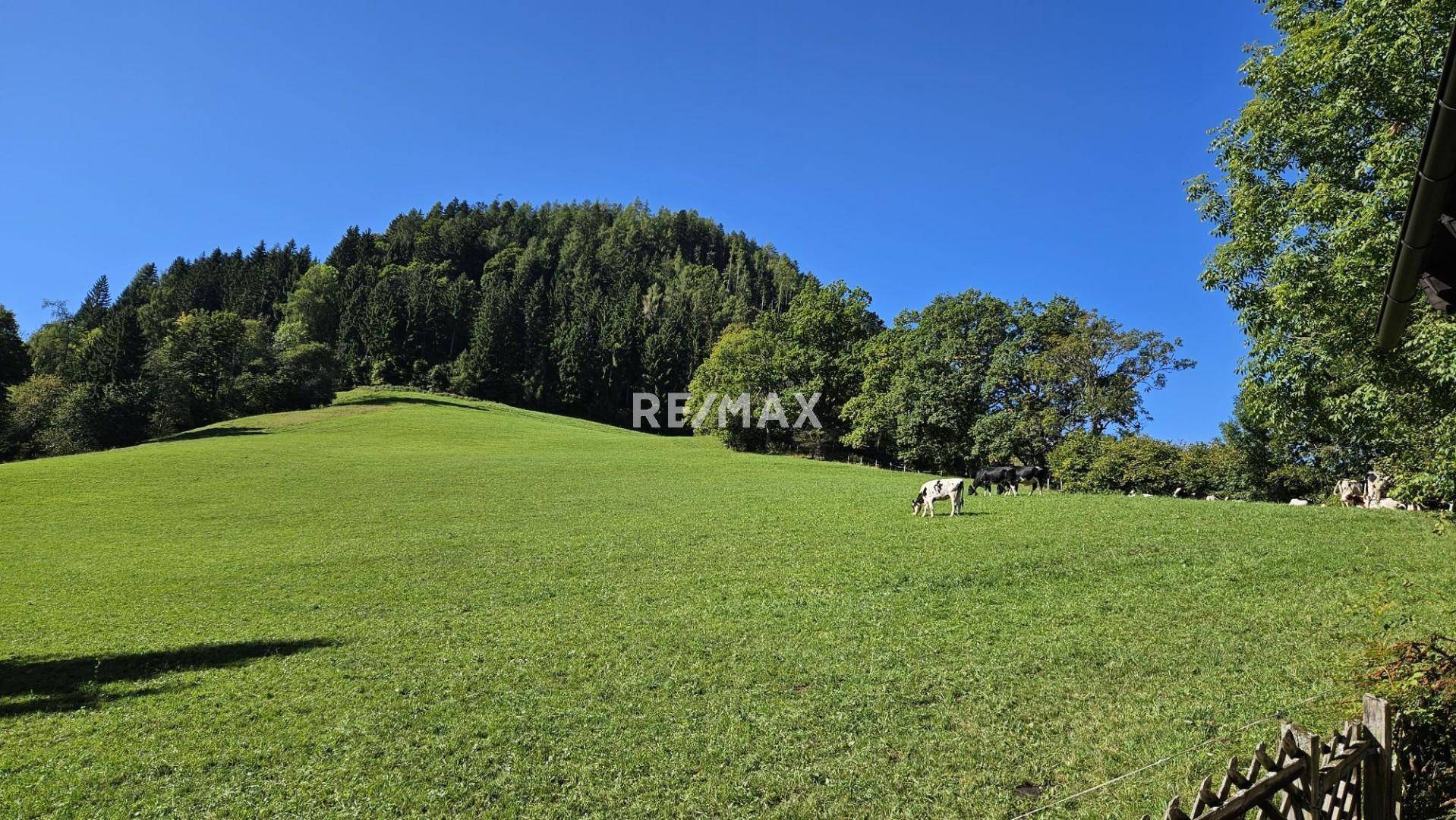 Weitläufige grüne Wiesen mit grasenden Kühen und bewaldeten Hügeln im Hintergrund.