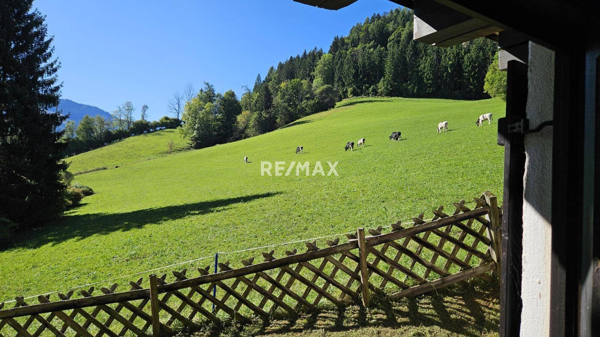 Idyllische Weide mit grasenden Kühen und bewaldeten Hügeln im Hintergrund.