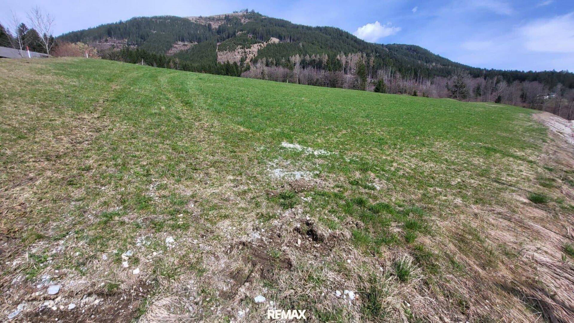 Grüne Wiese auf einem Hang mit bewaldeten Hügeln im Hintergrund unter blauem Himmel.