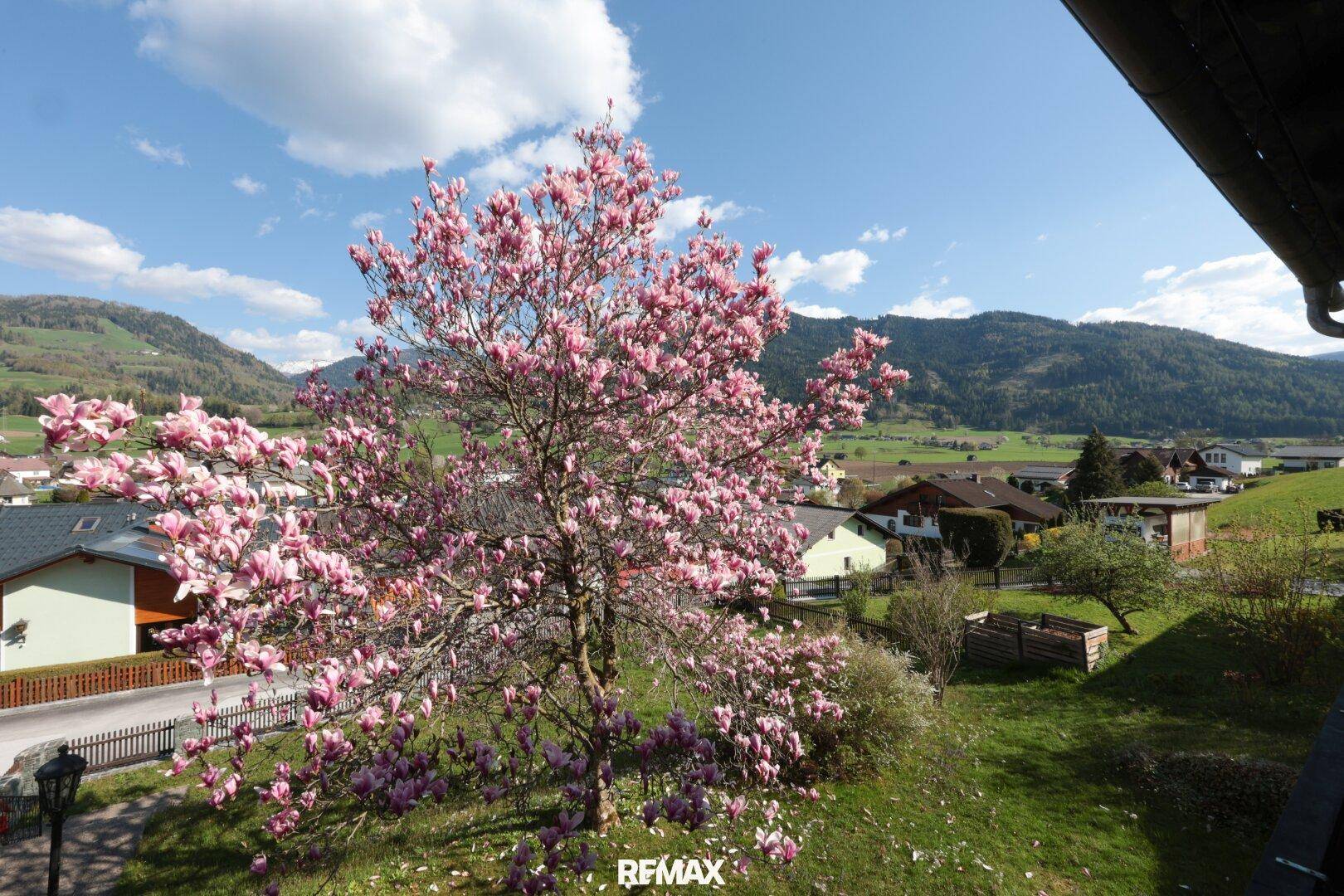 Malerischer Ausblick auf die umliegende Landschaft mit blühendem Magnolienbaum.