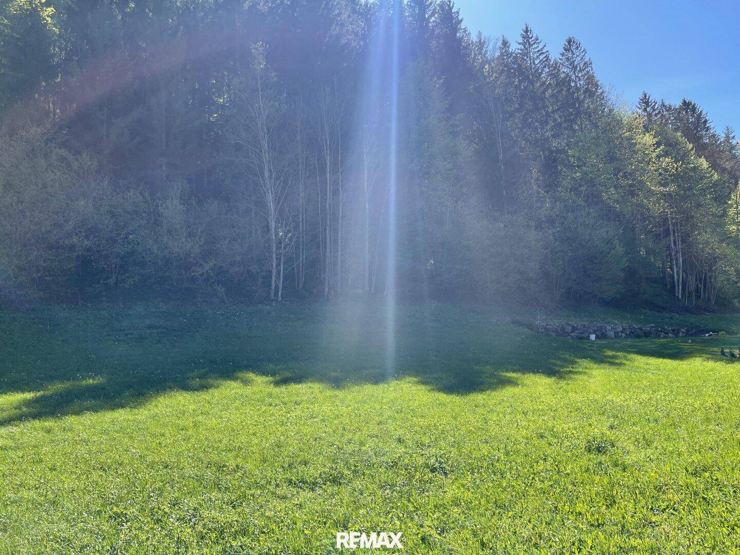 Sonnige Wiese am Waldrand mit hohen Bäumen und viel natürlichem Licht.