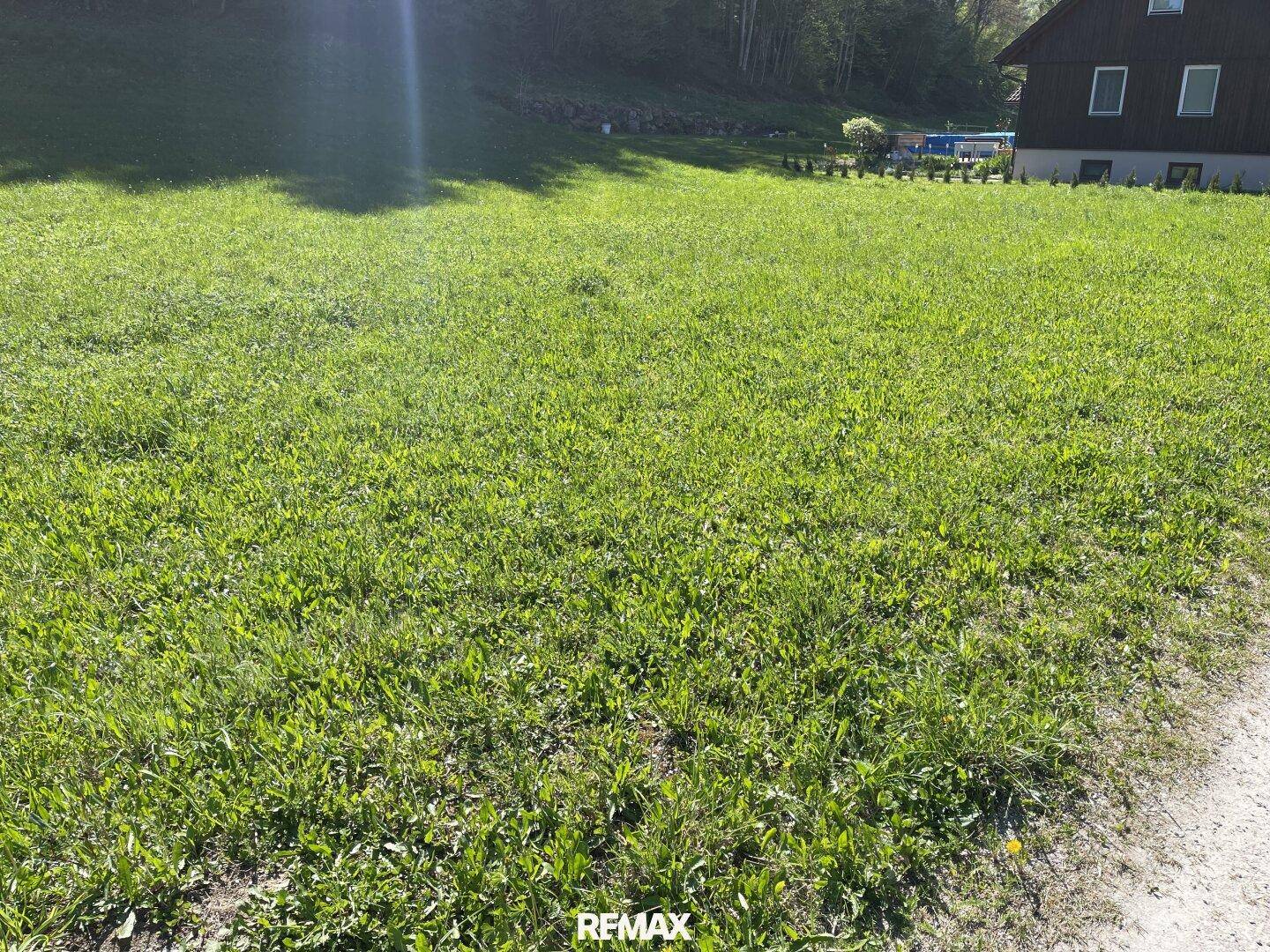 Detailaufnahme einer grünen Rasenfläche mit sonnigem Licht und einem Haus im Hintergrund.