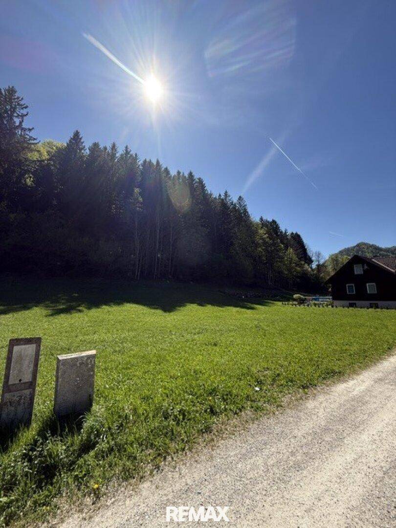 Sonniges grünes Feld mit Wald, einem Haus und Markierungen im Vordergrund.