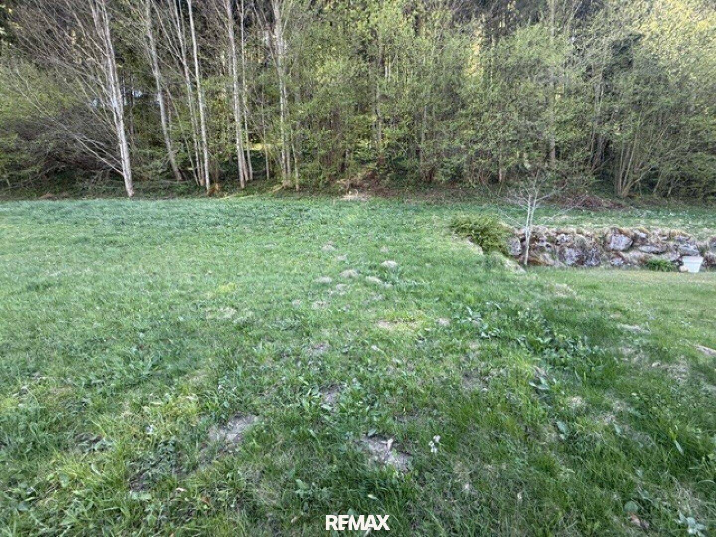 Grüner Rasen mit kahlen Bäumen und einer Steinmauer im Hintergrund.